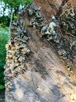 Weathered tree stump with lichen Fotos de archivo