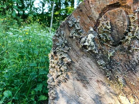 Weathered tree stump with lichen Fotos de archivo