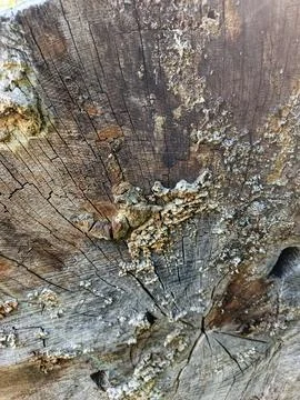 Weathered tree stump with lichen Stock-Fotos
