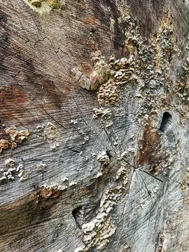 Weathered tree stump with lichen Fotos de archivo