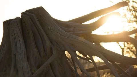 Weathered Tree Stump 写真素材