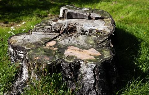 Weathered Tree Stump Stock Photos