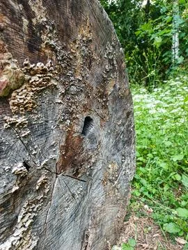 Weathered tree stump Fotos de archivo