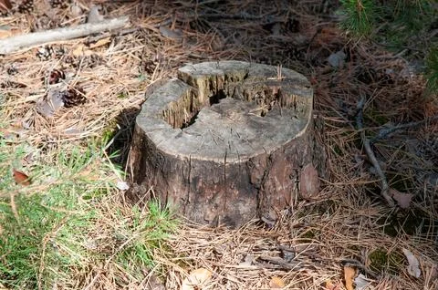 Weathered Tree Stump in a Pine Forest Stock Photos