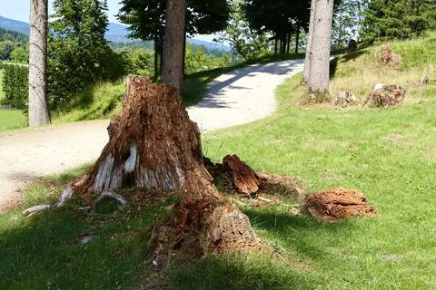 Weathered tree stump by a quiet forest path Stock Photos