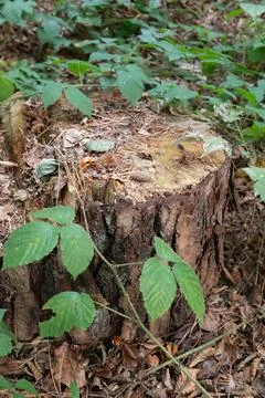 Weathered tree stump rests in leafy forest floor Stock Photos