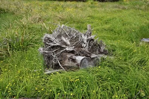 Weathered Tree Stump Roots Lush Green Meadow Fotos Stock