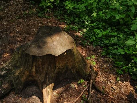 A weathered tree stump sits in a clearing, surrounded by leafy green foliage Stock Photos