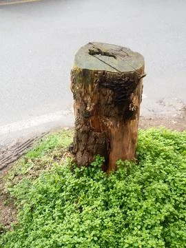 A weathered tree stump stands tall amidst vibrant green foliage, bordering .. Stock Photos