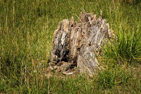 Weathered tree stump in summer meadow Stock Photos