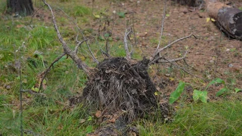 A weathered tree stump surrounded by grass and fallen leaves on forest ground 库存影片 347215940