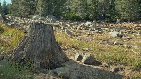 Weathered tree stump surrounded by rocks and dry grass in alpine lakebed Stock-Footage 347733728