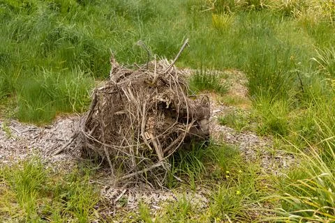 Weathered Tree Stump Surrounded Tall Grass Foto stock