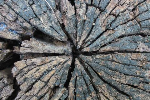 Weathered tree stump texture Stock Photos