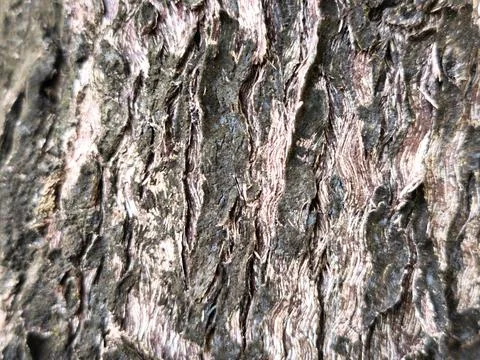 Weathered Tree Stump Texture Stock Photos