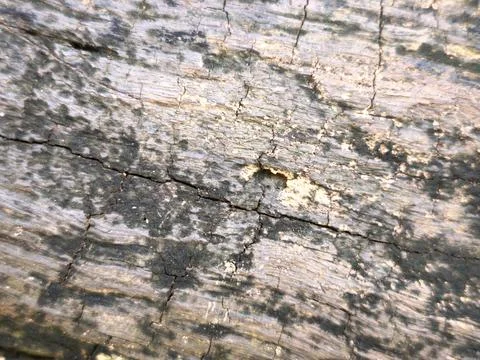 Weathered Tree Stump Texture Stock Photos