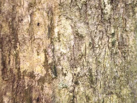 Weathered Tree Stump Texture Stock Photos