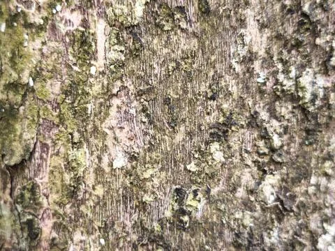 Weathered Tree Stump Texture Stock Photos