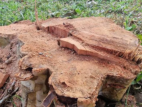 Weathered Tree Stump in Verdant Forest Foto stock