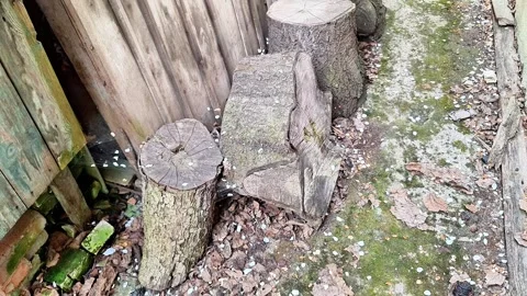 Weathered Tree Stumps Along Rustic Wooden Fence in Backyard Pathway 動画素材 336525093