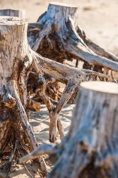 Weathered tree stumps Stock Photos