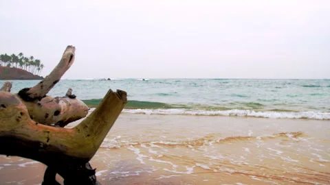 Weathered tree trunk against sandy beach with calm waves Stock Footage 281366263
