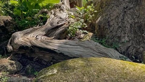 A weathered tree trunk among moss and stones 库存照片