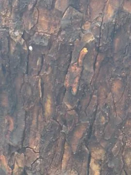 Weathered Tree Trunk Bark Close Up Stock Photos