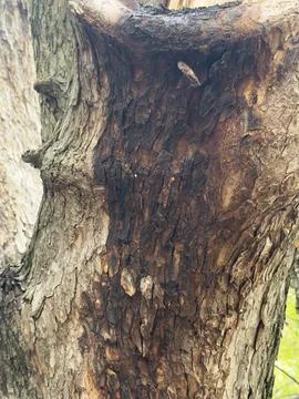 Weathered Tree Trunk Bark Close Up Stock Photos