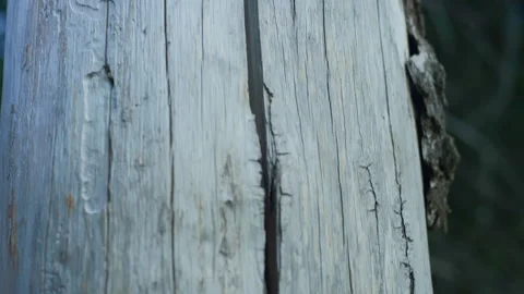 Weathered tree trunk bark texture tilt down shot Stock Footage 345621112