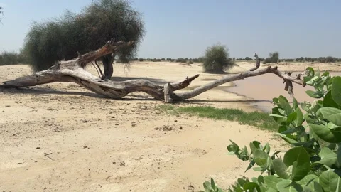 Weathered Tree Trunk Beside a Desert Waterhole on a Sunny Day Stock Footage 320361356