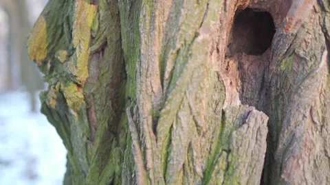 Weathered Tree Trunk: Close-Up of Moss and Snow in Serene Outdoor Setting Stock Footage 301861960