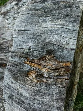Weathered tree trunk close-up Stockfoto's
