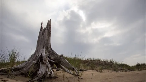 Weathered Tree Trunk on Dunes Timelapse Stock Footage 77934397
