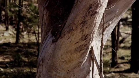 Weathered tree trunk features peeling bark and dry branches Stock Footage 329666893