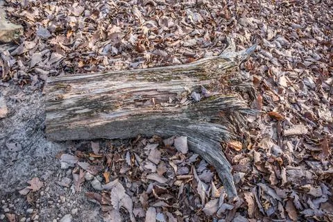 Weathered tree trunk on the ground Stock Photos