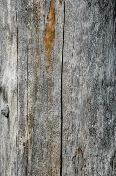 Weathered tree trunk with interesting texture Stock Photos