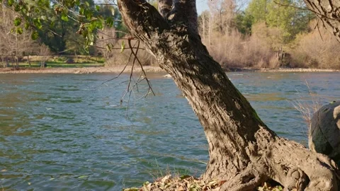 Weathered tree trunk leans over the flowing waters of the American River Stock Footage 324682755