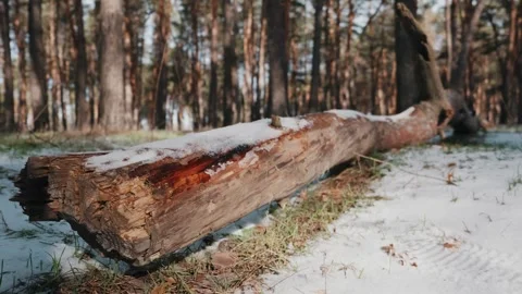 Weathered tree trunk lying on snowy ground in a winter pine forest Stock Footage 329132342