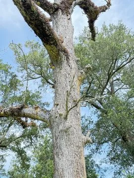 Weathered Tree Trunk with Moss at Gulf Islands Stock Photos