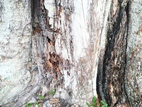 Weathered Tree Trunk With Natural Decay and Rough Bark Texture Stock Photos