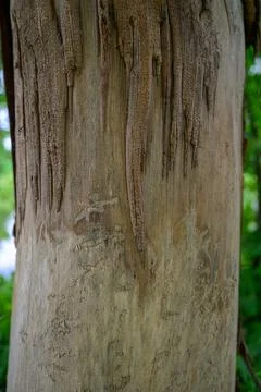 Weathered tree trunk with rough, textured bark Stock Photos