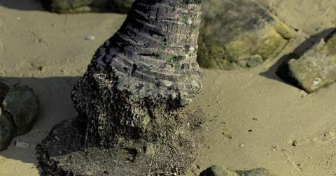 Weathered tree trunk on sandy beach with rocks in bright daylight 스톡 일러스트