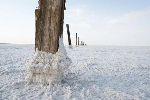 A weathered tree trunk stands in a salt zone surrounded by a white salt cru.. Stock Photos