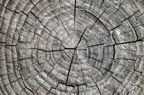Weathered tree trunk surface closeup Stock Photos