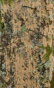 Weathered Tree Trunk Surface Texture Background Close Up Stock Photos