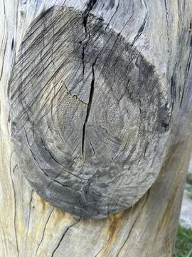 Weathered tree trunk texture Stock Photos