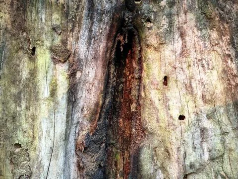 Weathered Tree Trunk Texture Stock Photos