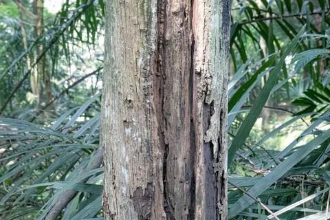 Weathered Tree Trunk Texture with Tropical Vegetation Background Stock Photos