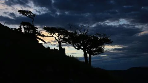 Weathered trees at nightfall Stock Photos